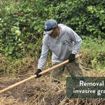 Removal of invasive grasses