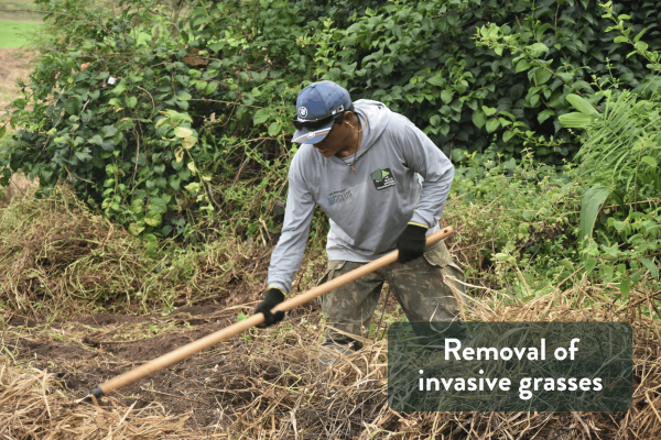 Removal of invasive grasses