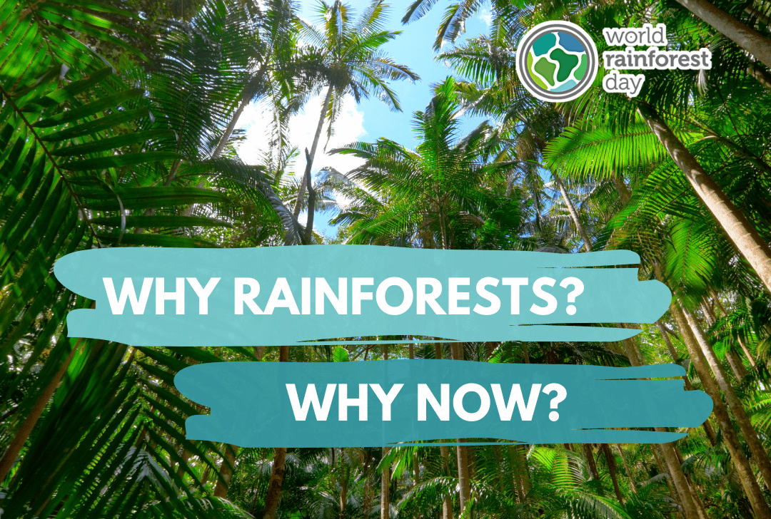 Why Rainforests1 (1) Black Jaguar Foundation