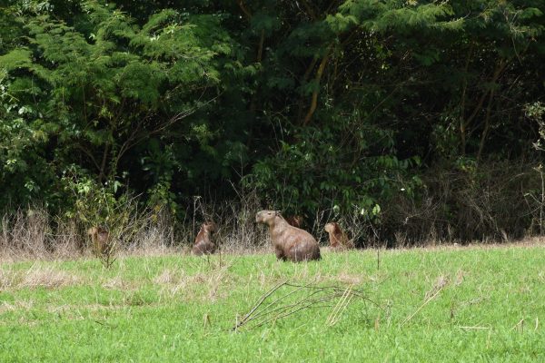 P3. Biodiversity in restoration site- Capibara
