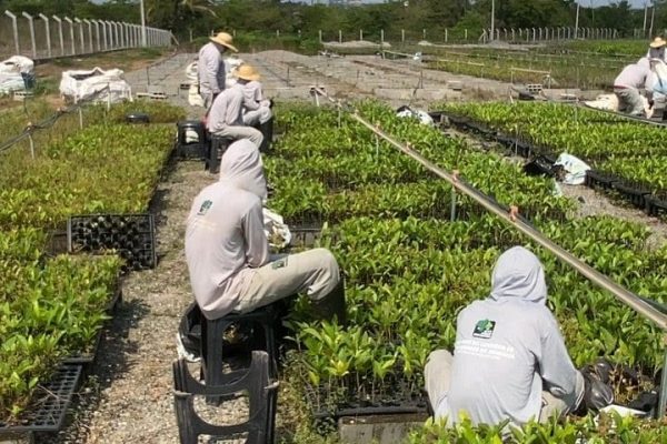 Encarregado de Prod. de mudas
Henrique Ferreira