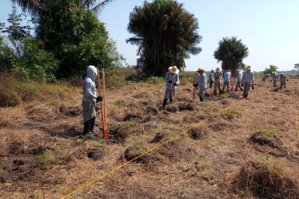 preparingsoil