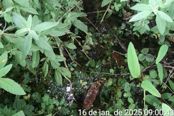 articulacao1