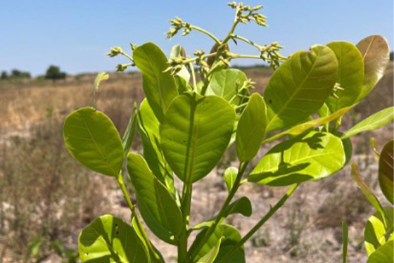 articulacao.2 articulacao.2