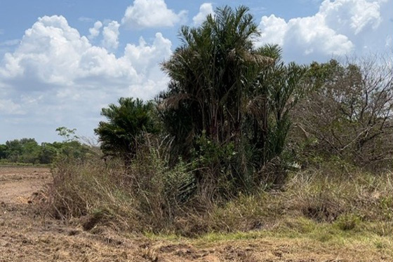 articulacao.2 articulacao.2