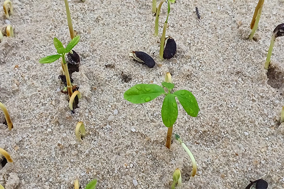 áreas_alagaveis_ressemear_5