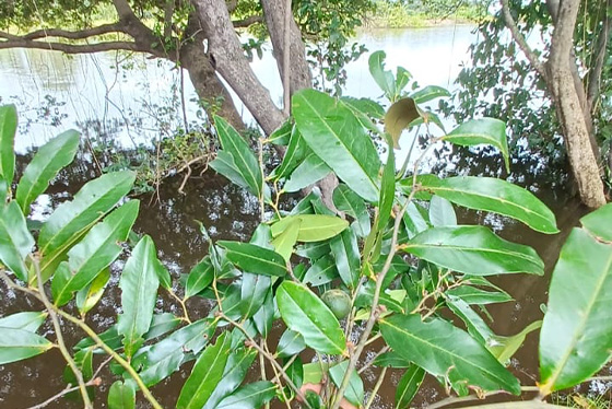 áreas_alagaveis_ressemear_6