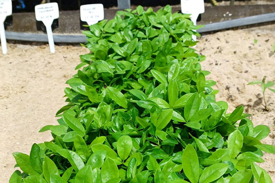 áreas_alagaveis_ressemear_8