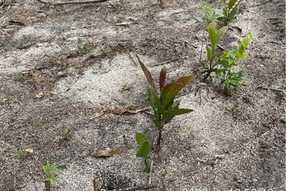 articulacao_1 articulacao_1